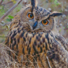 Cute Eurasian Eagle Owl Diamond Painting