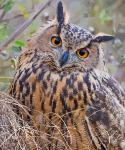 Cute Eurasian Eagle Owl Diamond Painting