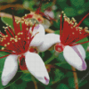 Feijoa Flowers Diamond Painting