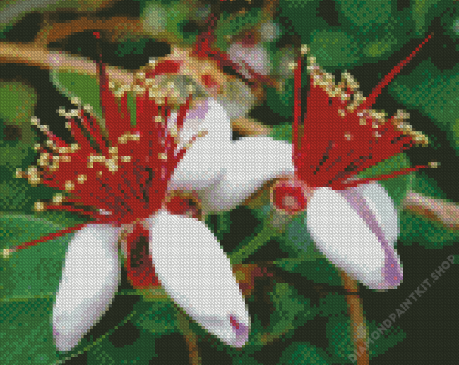 Feijoa Flowers Diamond Painting