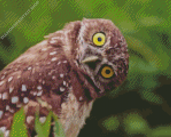 Funny Bird Owl Diamond Painting