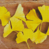 Ginkgo Yellow Leaves Diamond Painting