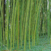 Green Bamboo Garden Diamond Painting