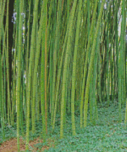 Green Bamboo Garden Diamond Painting