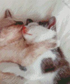 Kittens Sleeping Diamond Painting