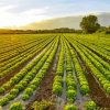 Lettuce Plant Fields Diamond Painting