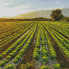 Lettuce Plant Fields Diamond Painting