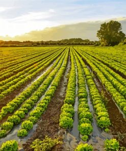 Lettuce Plant Fields Diamond Painting