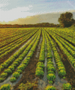 Lettuce Plant Fields Diamond Painting