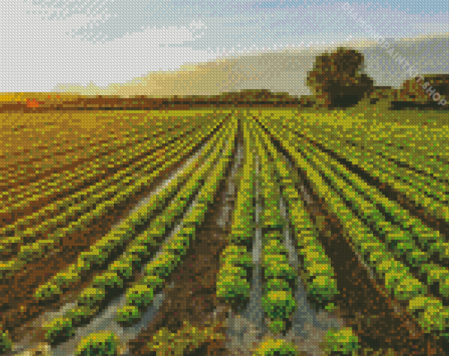 Lettuce Plant Fields Diamond Painting