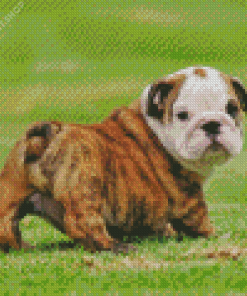 Little Old English Bulldog Diamond Painting