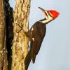 Pileated Woodpecker On Tree Diamond Painting