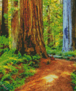 Redwoods Forest Diamond Painting
