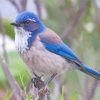 Scrub Jays Diamond Painting