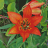 Western Red Lily Diamond Painting