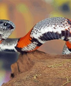 Colorful Rattlesnake Diamond Painting