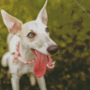 Cute Whippet Dog Diamond Painting