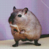 Dark Mongolian Gerbil Diamond Painting