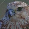 Falcon Bird Diamond Painting