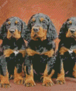 Gordon Setter Puppies Diamond Painting