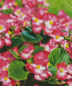 Pink Begonia Flowers Diamond Painting