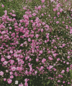 Pink Gypsophila Diamond Painting