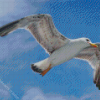 Seagull Flying Diamond Painting