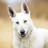 American White Shepherd Dog Diamond Painting