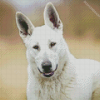 American White Shepherd Dog Diamond Painting
