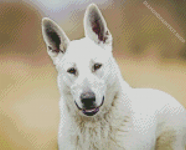 American White Shepherd Dog Diamond Painting