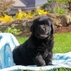 Black Newfoundland Puppy Diamond Painting