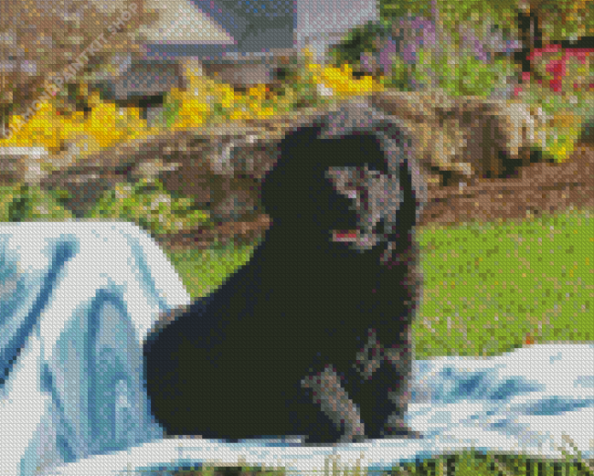 Black Newfoundland Puppy Diamond Painting