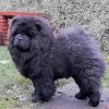 Black Chow Chow Diamond Painting