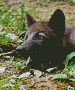 Black Wolf Diamond Painting