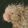 Brazilian Porcupine Rodent Diamond Painting