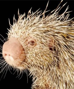 Brazilian Porcupine Rodent Diamond Painting