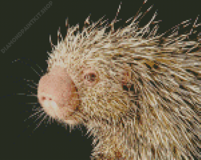 Brazilian Porcupine Rodent Diamond Painting