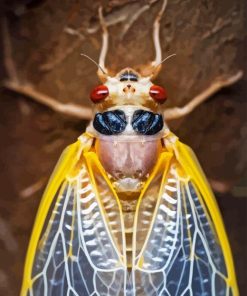 Close Up Cicadas Insect Diamond Painting