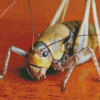 Close Up Cricket Insect Diamond Painting