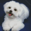 Cute White Bichon Diamond Painting