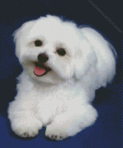 Cute White Bichon Diamond Painting