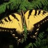 Eastern Tiger Swallowtail Diamond Painting