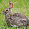 European Rabbit Side View Diamond Painting