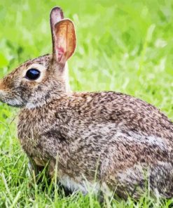 European Rabbit Side View Diamond Painting