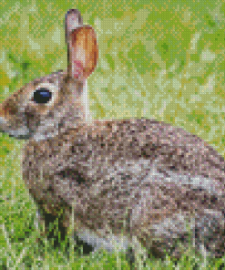 European Rabbit Side View Diamond Painting