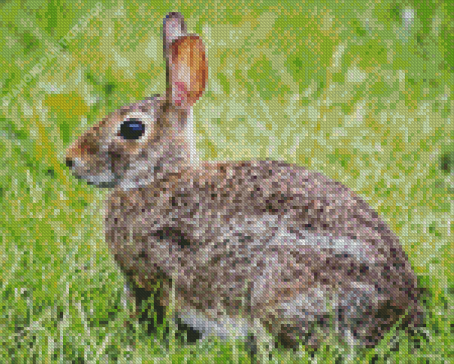 European Rabbit Side View Diamond Painting