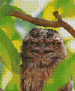 Frogmouth Bird Diamond Painting