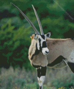 Gemsbok Animal Diamond Painting