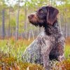 German Wirehaired Diamond Painting