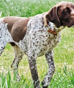 German Pointer Diamond Painting